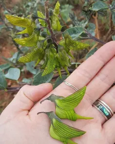 اسم این گیاه  Crotalaria هست 