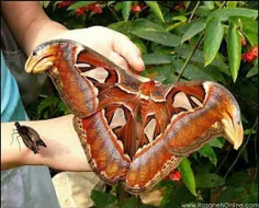 بزرگترین پروانه دنیا.