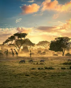 تصویری فوق العاده زیبا از قلب حیات وحش کشور آفریقایی زیمب