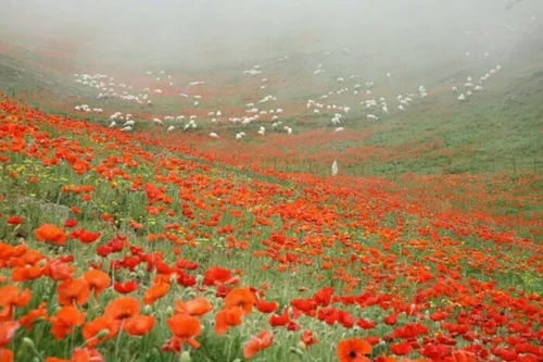 سوباتان دشت شقایق