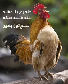 سلام صبح بخیر دوستان گلم