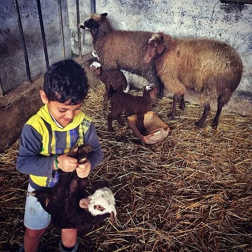 A little boy playing with a lamb in a fold. Babol, Mazand