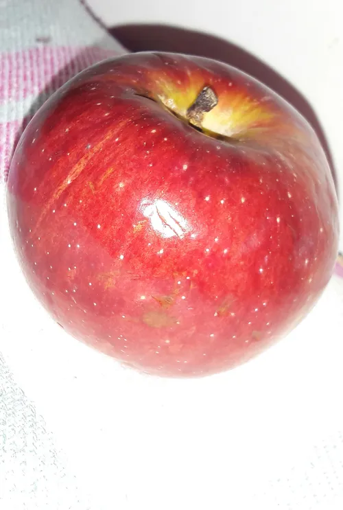 سیبی که عشقم بهم داد@ عاشقتم عشقم