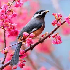 تصویری زیبا از پرنده ای زیبا 