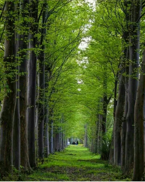 طبیعت زیبای لاکان، دهستانی است از توابع بخش مرکزی شهرستان