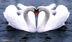#قلب با اردک ها