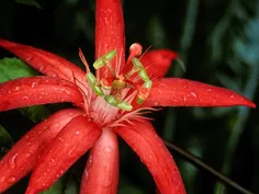 Passionfruit Flower, Amazon Rainforest, Ecuador
