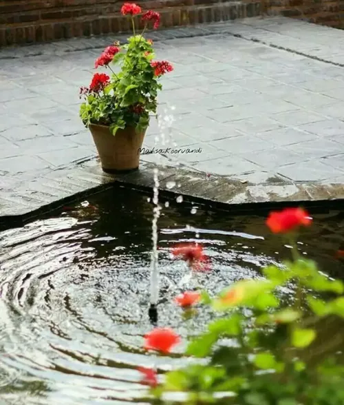 گلدان شمعدونی حوض