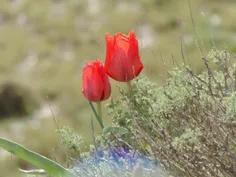 🕊 🌹 ای درد !