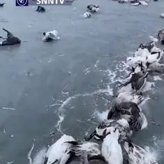 یخ زدن هزاران پرنده در کنار دریاچه‎ای در چین به دلیل دمای