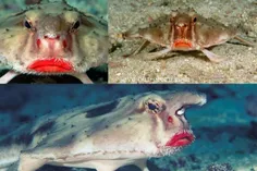 "ماهی خفاشی لب قرمز" در جزایر گالاپاگوس زندگی می کند. طول