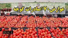 تمدید عوارض ۷۰ درصدی صادرات گوجه فرنگی تا پایان سال