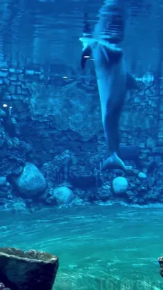 دلفین ها ماهر ترین موجودات در حقه دادن زیر آب هستند