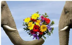 فیلها خاطرات عشق و عاشقى را به یاد میسپارند! آن ها حتی سا