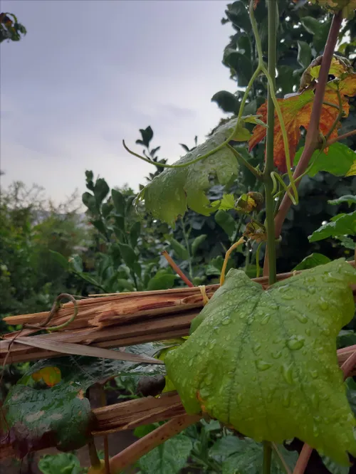 بارون 🌧