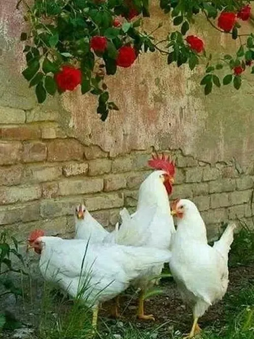حیوانات مرغ وخروس ،