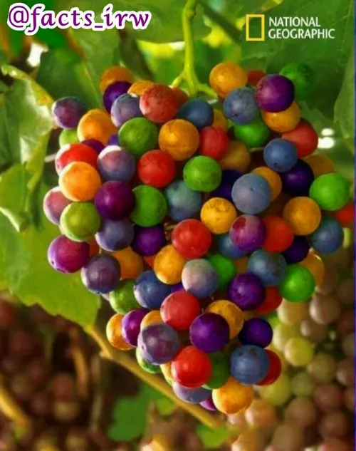 🍇 این انگورهای رنگارنگ فتوشاپی نیستند!!🤔