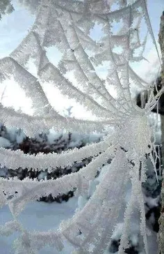 تار عنکبوت یخ زده