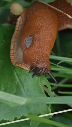 لیسه یا لیسک (Slug) گونه‌ای از شاخۀ نرم‌تن و ردۀ شکم‌پایا