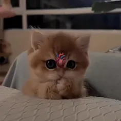 گربه 🐈🐈