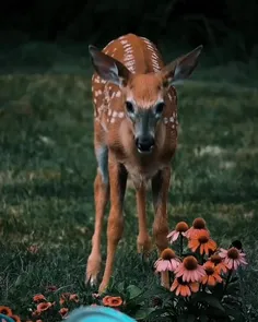 چه زیبا خرامید آهوی دشت🦌