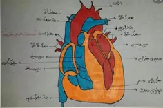 اینم از اجزای قلب و اسماشون