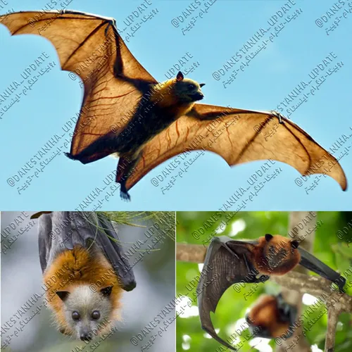 روباه پرنده (Flying fox) یک نوع بسیار عظیم و وحشتناک خفاش