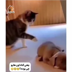 ترسید با خشونت بیدارش کنه تو خواب سکته کنه🤣🤣