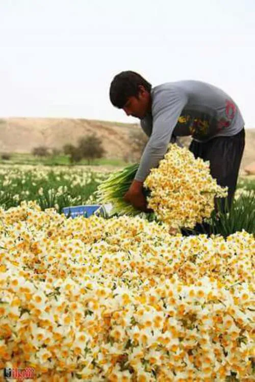 برداشت گل نرگس در بهبهان