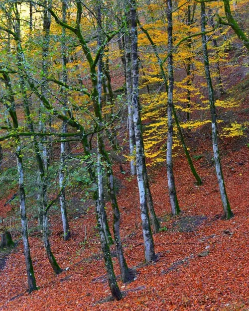 کوچ پاییزی در شمال ایران ، ماسوله زیبا 🍁🌹