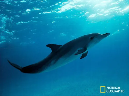 دلفین ها آب دریا را نمی نوشند، چون آب دریا می تواند موجب 
