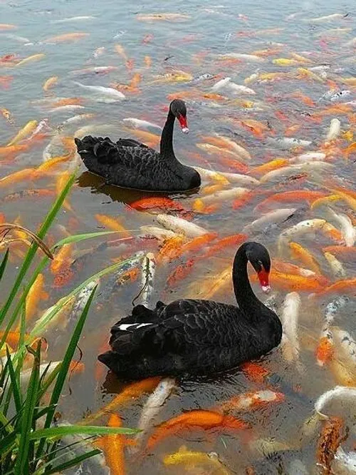 حیوانات پرنده زیبا قوی زیبا ماهی زیبا ، تصویر پشت صفحه ،