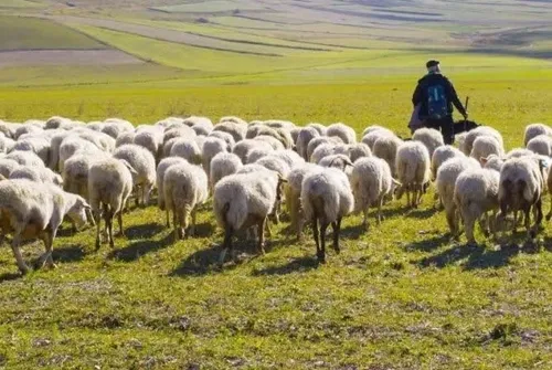 جالبه بدونید در میان چوپانان صدای "هِر" برای طلبیدن گوسفن