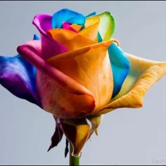 یگی از خوشگل ترین گل های دنیا