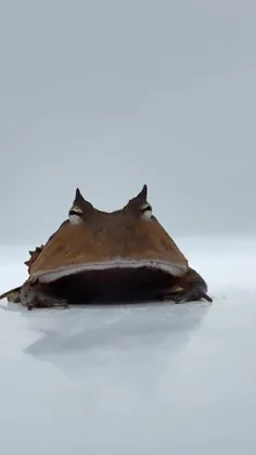 قورباغه شاخدار دماغ دراز (long-nosed horned frog)، قورباغ