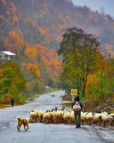 کوچ پاییزی در  شمال ایران ، ماسوله زیبا 🍁🌹