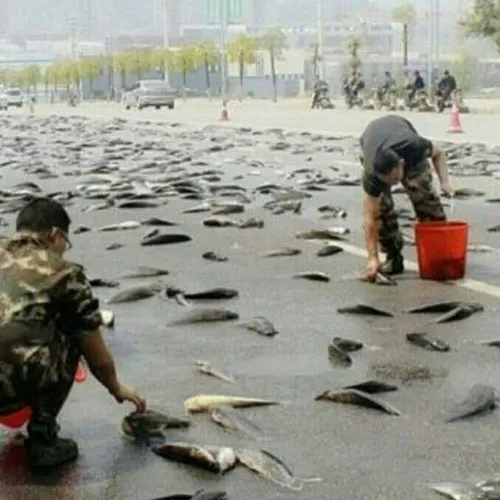 باران ماهی در هندوارس🐟