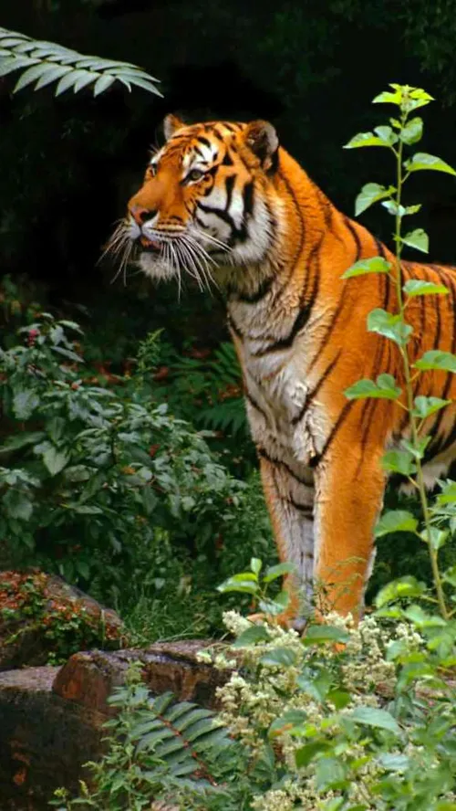 tiger 🐯