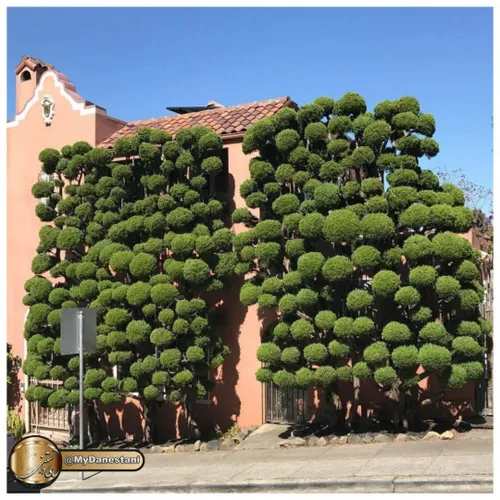 ♦ ️رویش نوعی درختان خاص در سان فرانسیسکو!