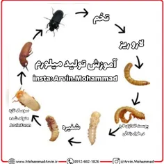 چرخه+زندگی+لارو+میلورم+جهت+پرورش