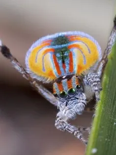این نوع عنکبوت بسیار کوچک است و اندازه‌اش از چهار میلی‌مت