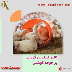 تنش گرمایی در مرغ گوشتی