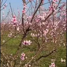 #جرعه_ای_زیبایی_بهاری_تقدیمتون😍🌸