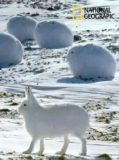 خرگوش های#قطبی