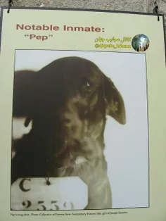 پِپ اولین سگ در جهان بود که در سال 1924 توسط قاضی پنسیلوا
