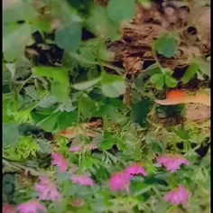 جوجه های من 💓