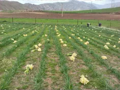 سلام دوستان گلم کسانی که به پرورش گل نرگس علاقه دارن یا ب