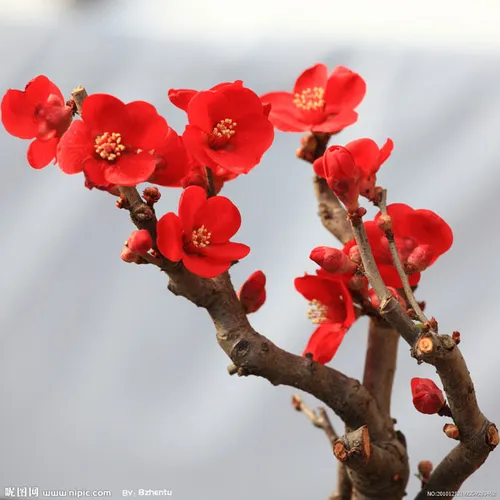 شکوفه های الو چین