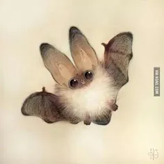 خفاش ...الان اولین چیزی که بعد از شنیدن اسمش به ذهنم میرس