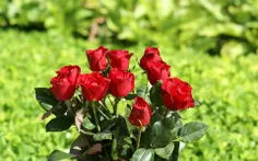 این گل هم تقدیم به خواهران ویسگونی به مناسبت روزشون !!!!
